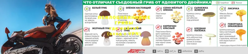 купить  сайты  Арск  Галлюциногенные грибы GOLDEN TEACHER 